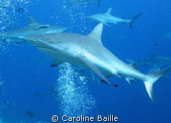 grey reef shark
 by Caroline Baille 